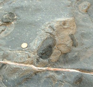 Fossil in Marble Canyon