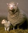 Dolly, the first cloned mammal