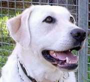 Yellow Labrador; the nose can be black or pinkish
