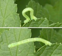 Geometrid caterpillar