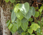 Leaves of the Sacred Fig Ficus religiosa