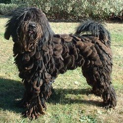 A young Bergamasco.  When adult the mats will reach the floor. 