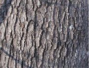 Mature bark of a Red Maple, at 