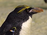 Crested penguin.jpg