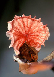 Crinipellis perniciosa mushroom
