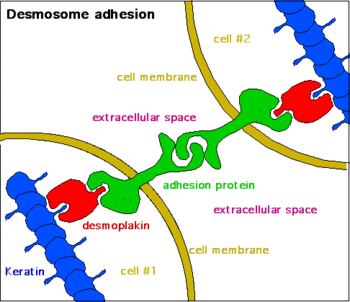 Cell adhesion in desmosomes