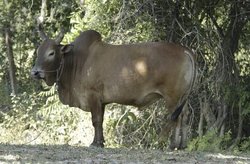 Water Buffalo, Thailand. Image provided by Classroom Clip Art (http://classroomclipart.com)