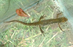 Smooth Newt