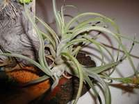 Single Tillandsia plant, composed of parent plant and two offsets.