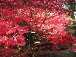 Autumn colours at , Gloucestershire, England.