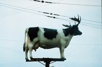 A cow standing on a pole.
