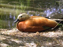 Ruddy Shelduck in , 