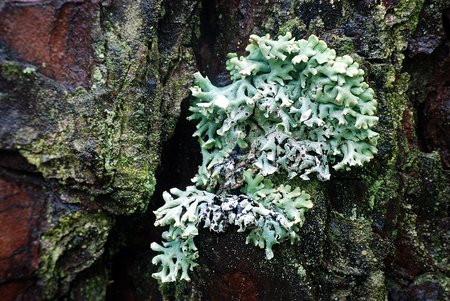 Green lichen growing on a tree in the forest 
