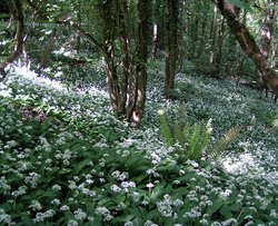 Ramsons may grow in great numbers, as in this woodland in North Devon, England