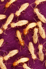 Formosan subterranean termites