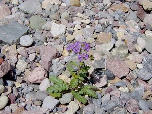 Notch-leaf phacelia in Titus Canyon