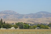 Mount Hamilton range showing summer's golden mantle. Dark green areas in hills are primarily scrub oak and other low-growing shrubs, with possibly a grass-fire burned area on the far right.