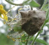 Green lynx spider with eggcase