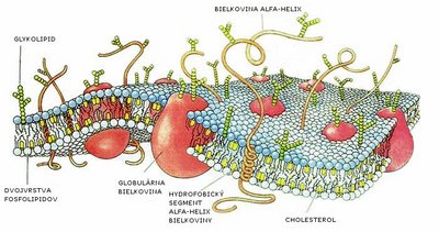 Drawing of a cell membrane