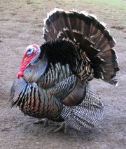 Male north american turkey.jpg