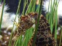 Closeup on the head of a seahorse