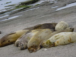 Puerto-Madrew,Argentina Sea-Lion 