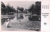 A pelican and the lotus flowers at Echo Park Lake, circa 1920.