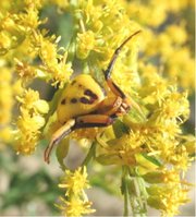 Misumena vatiaGoldenrod crab spider