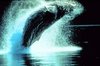 Baleen whales like humpbacks produce whale songs with their larynxs