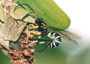 An Ichneumon wasp attacking a  caterpillar pupa