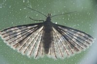 Alucita hexadactyla, a many-plumed moth