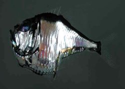 Hatchetfish