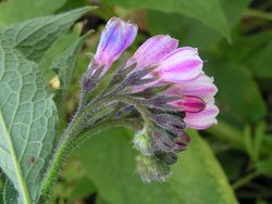 The flowers of Russian comfrey