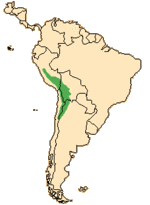 The distribution of vicuñas in the wild.