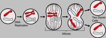 stages of mitosis in order for kids