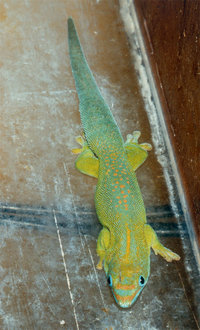 Yellow-throated day gecko