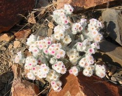 Heliochrysum roseo-niveum in 