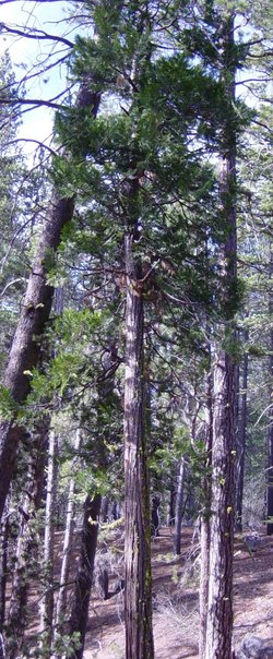 Incense Cedar