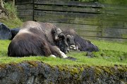 Musk oxen.jpg