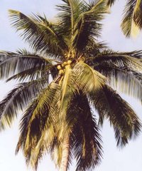 Coconut palm