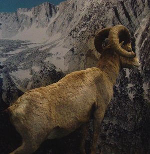 Bighorn Sheep