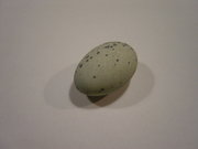 Thousand year egg in shell