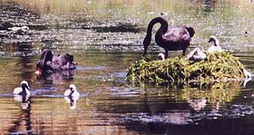 Black Swans nesting