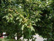 Crabapple foliage and immature fruit