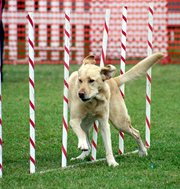 Some lines of Labs are fast and athletic, as demonstrated by this Lab doing the weave poles in .