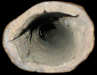 Looking into the bore of an authentic traditional Aboriginal didgeridoo. The hollow has been created entirely by . The termites literally eat out the heartwood of the tree, leaving the sapwood untouched. Modern reproduction instruments and those made in factories are usually made from solid timber that have been  out mechanically.