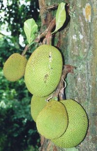 Jackfruit