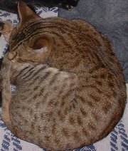 Sleeping Ocicat