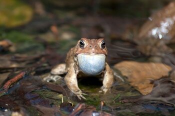photo frog american toad in pond