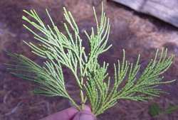 Incense Cedar needles